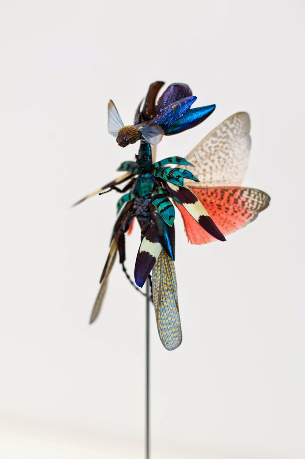 I love eco blog, Cedric Laquieze, kunst, dode insekten