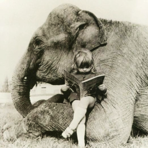 Elephant Dung Paper