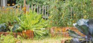9 tips voor een duurzame moestuin