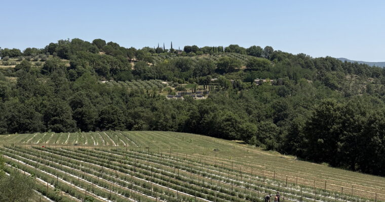 Bezoek aan Quintosapore: regeneratieve landbouw, vergeten druiven en pure Umbrische smaken