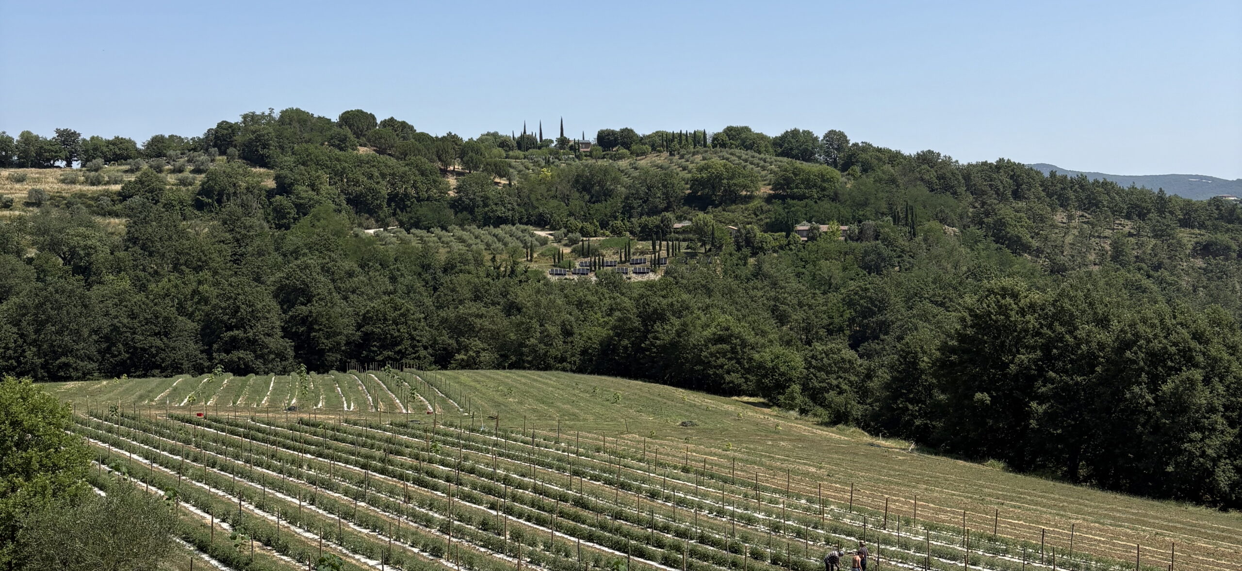 Bezoek aan Quintosapore: regeneratieve landbouw, vergeten druiven en pure Umbrische smaken
