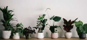 Groene slaapkamer met luchtzuiverende kamerplanten zoals lavendel, sansevieria en vredeslelie voor een betere nachtrust
